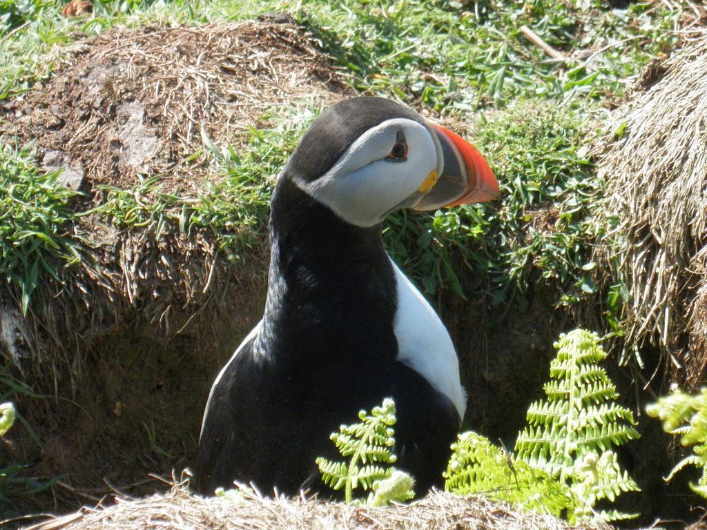 Fern Villa B&B Fishguard Esterno foto